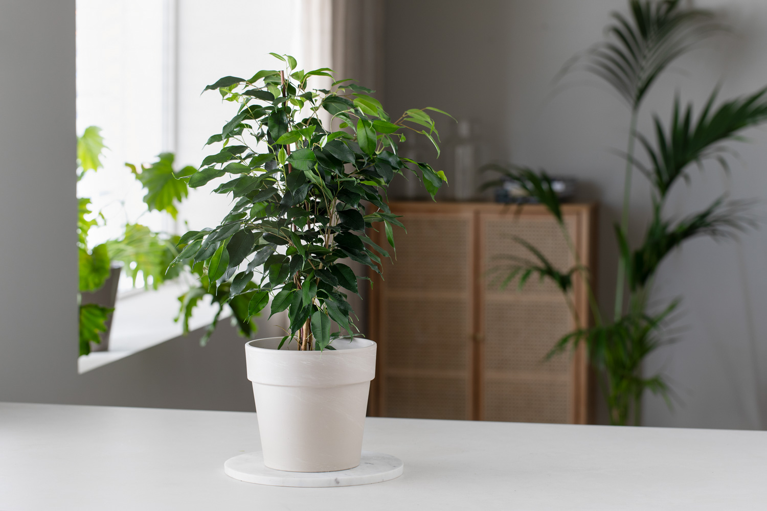 Ficus benjamina (bj&oslash;rkefiken)